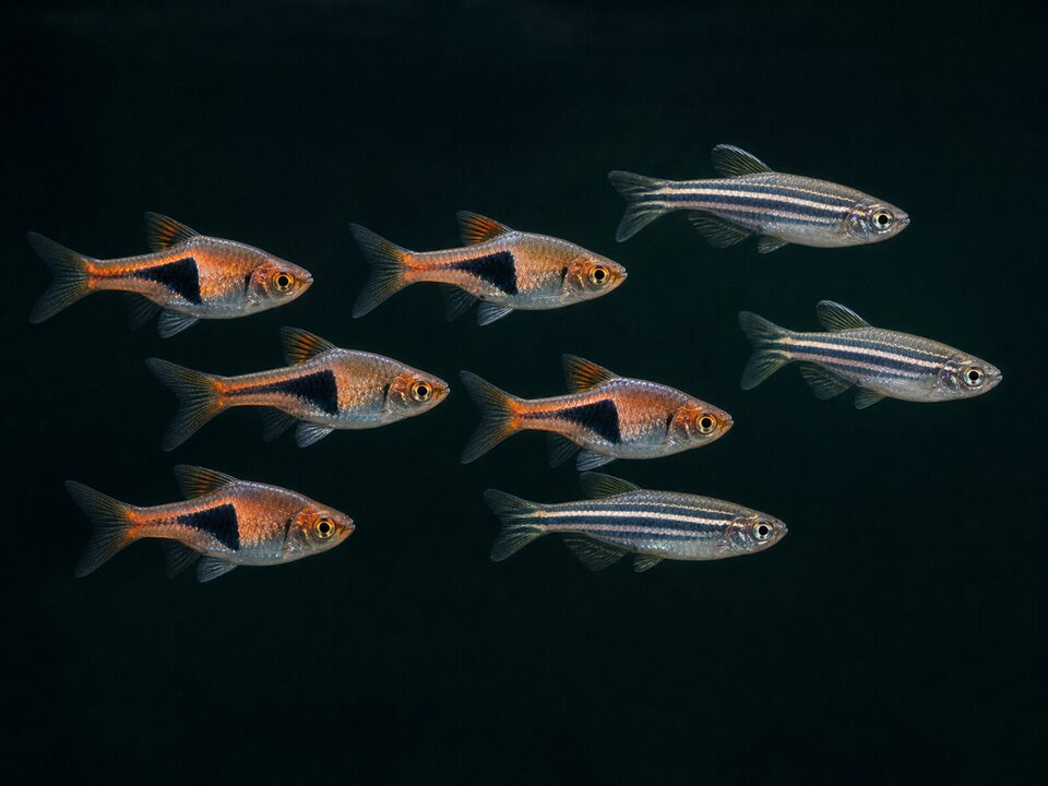 Barbs, Danios & Rasboras