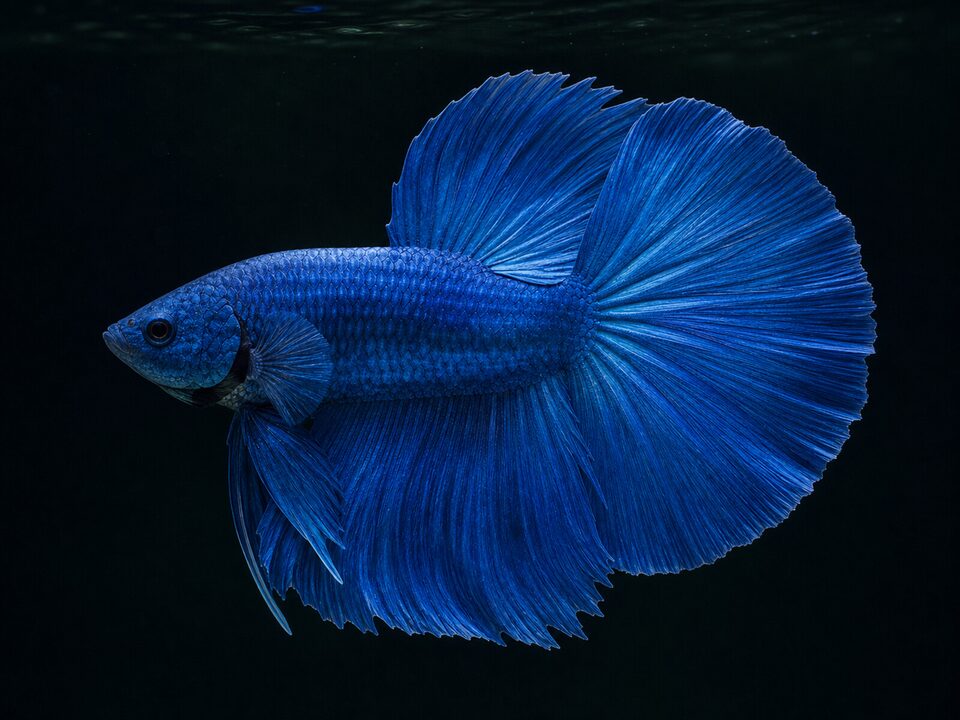 Bettas