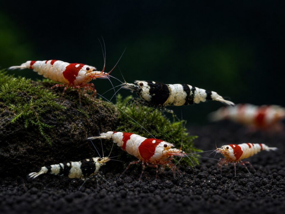 Caridina
