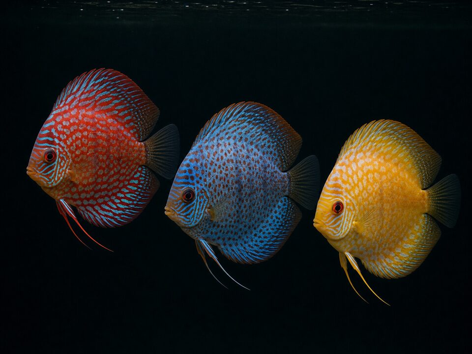 Discus