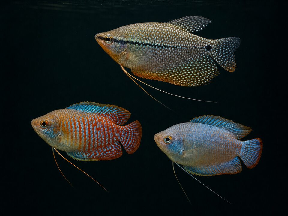 Gouramis