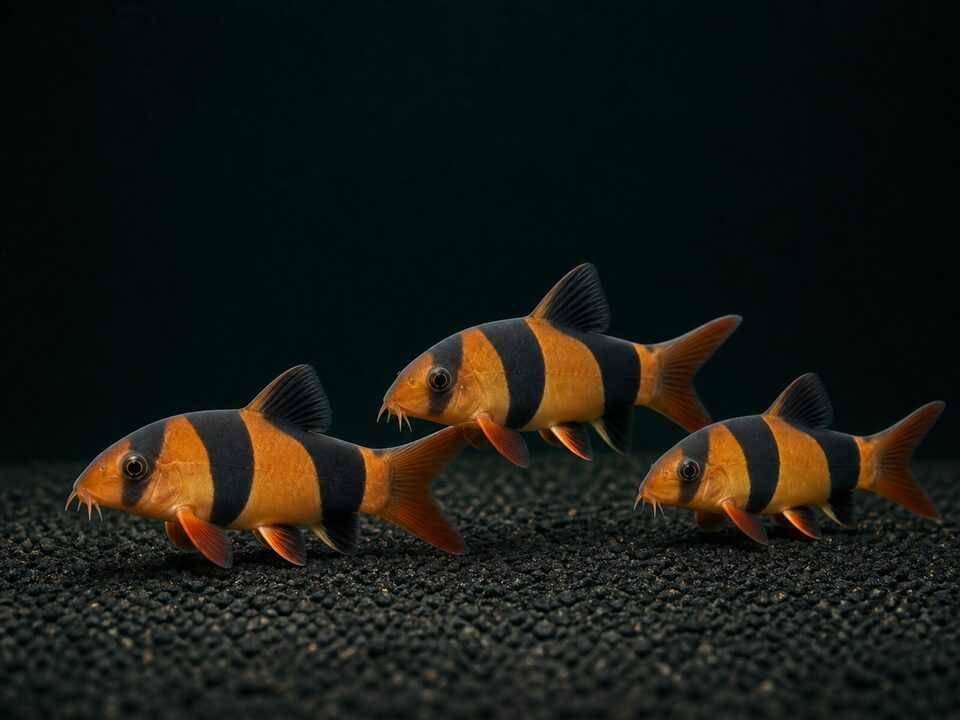 Loaches