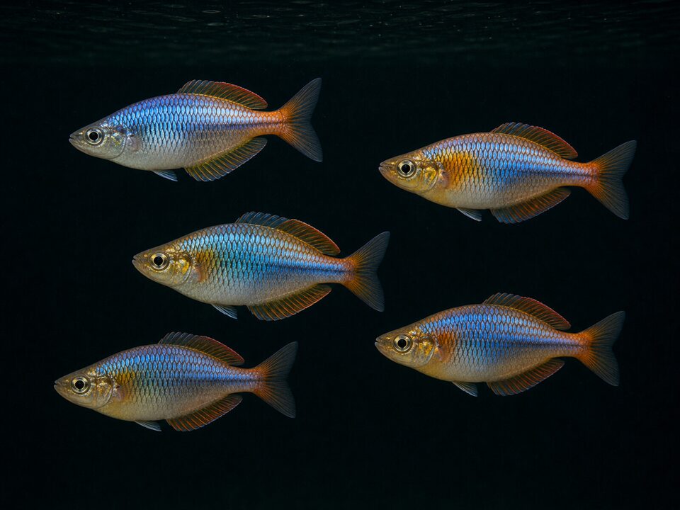 Rainbowfish