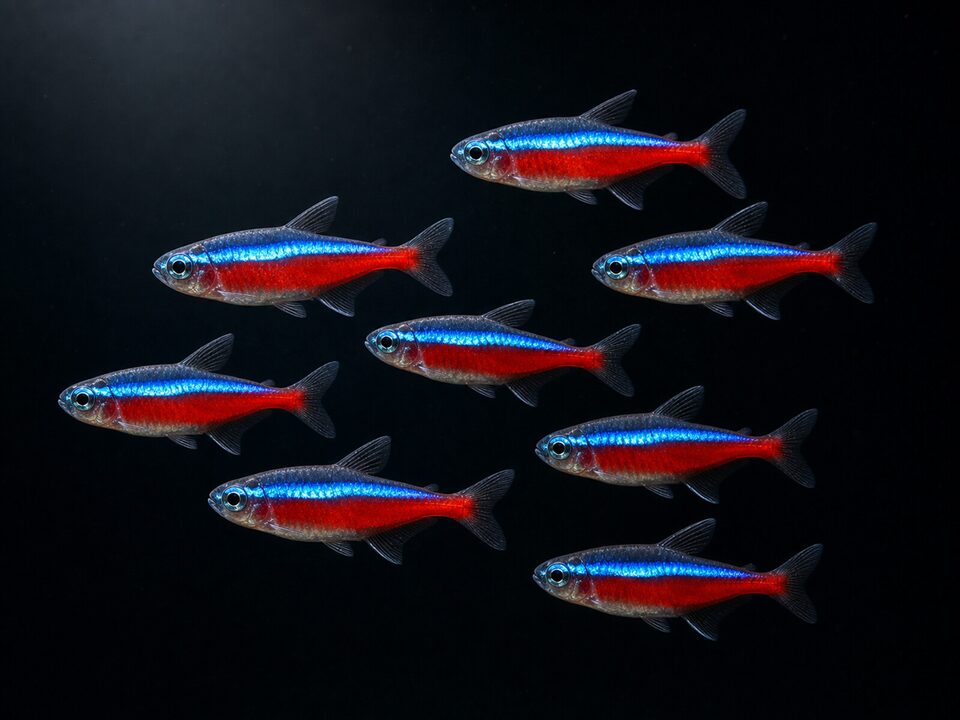Tetras & Characins