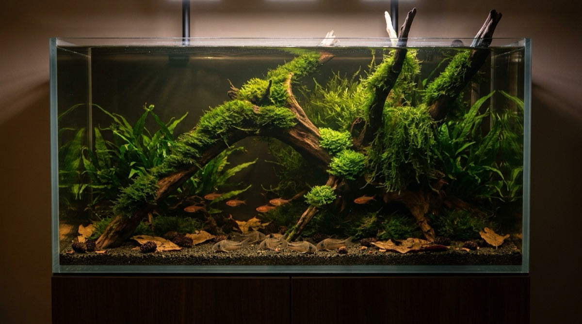 Driftwood & Moss Study