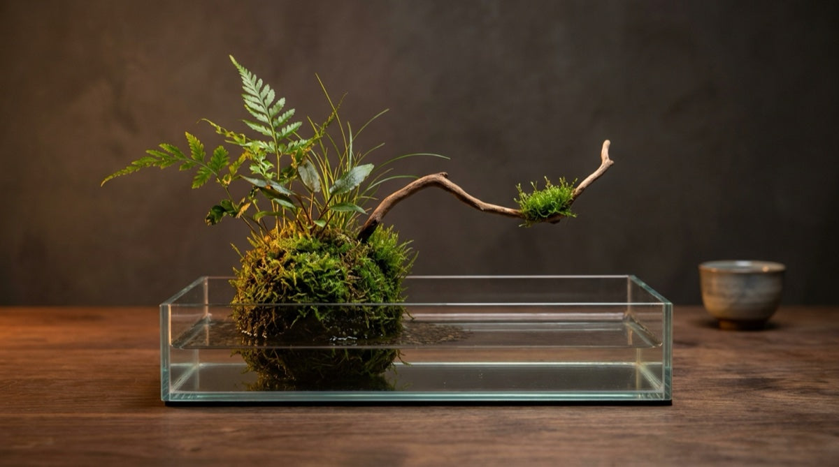 Wabi-Kusa Emersed Study