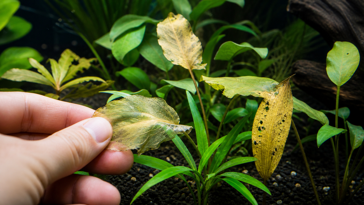 Yellowing, melting and pinholed aquarium plant leaves beside healthy new growth