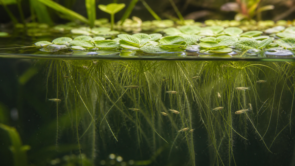 Floating aquarium plants with long roots sheltering small fry near the water surface