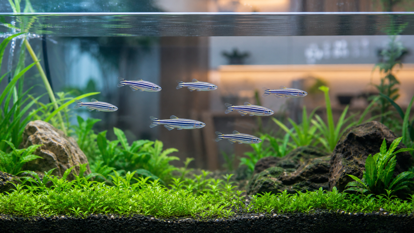 School of zebra danios swimming together through the open mid-water of a planted freshwater aquarium