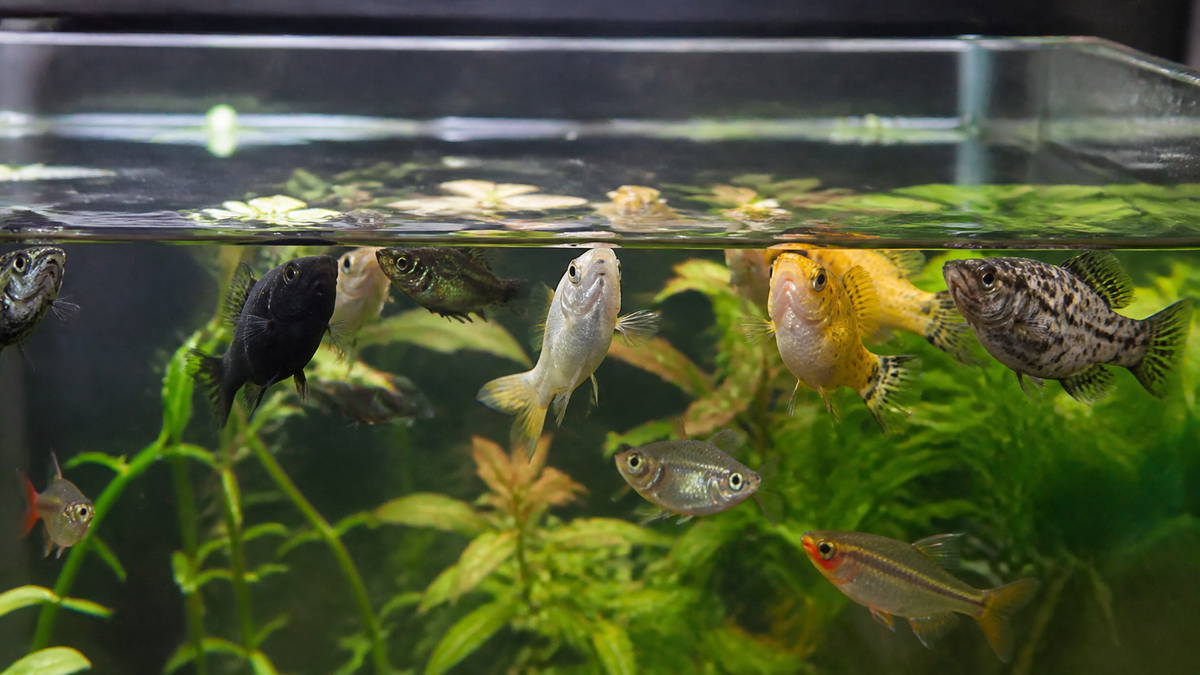 Freshwater community fish gathering at the aquarium surface and gasping for air.