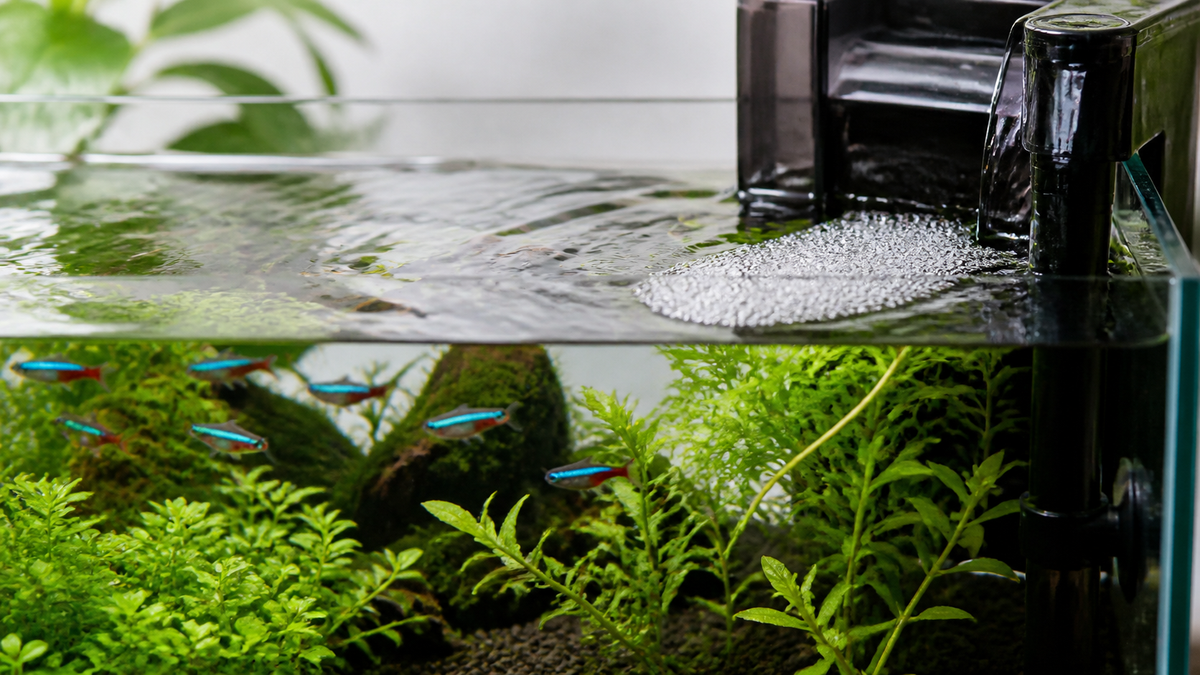 Persistent white foam collecting along the surface edge of a freshwater aquarium.