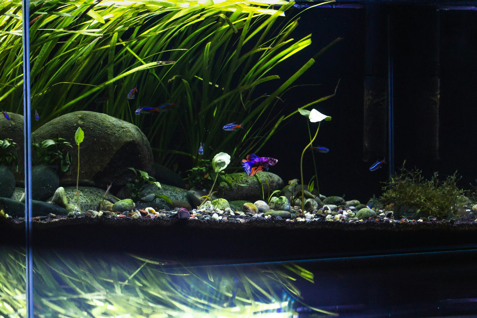 Healthy planted freshwater aquarium with neon tetras and a single betta swimming above smooth river stones