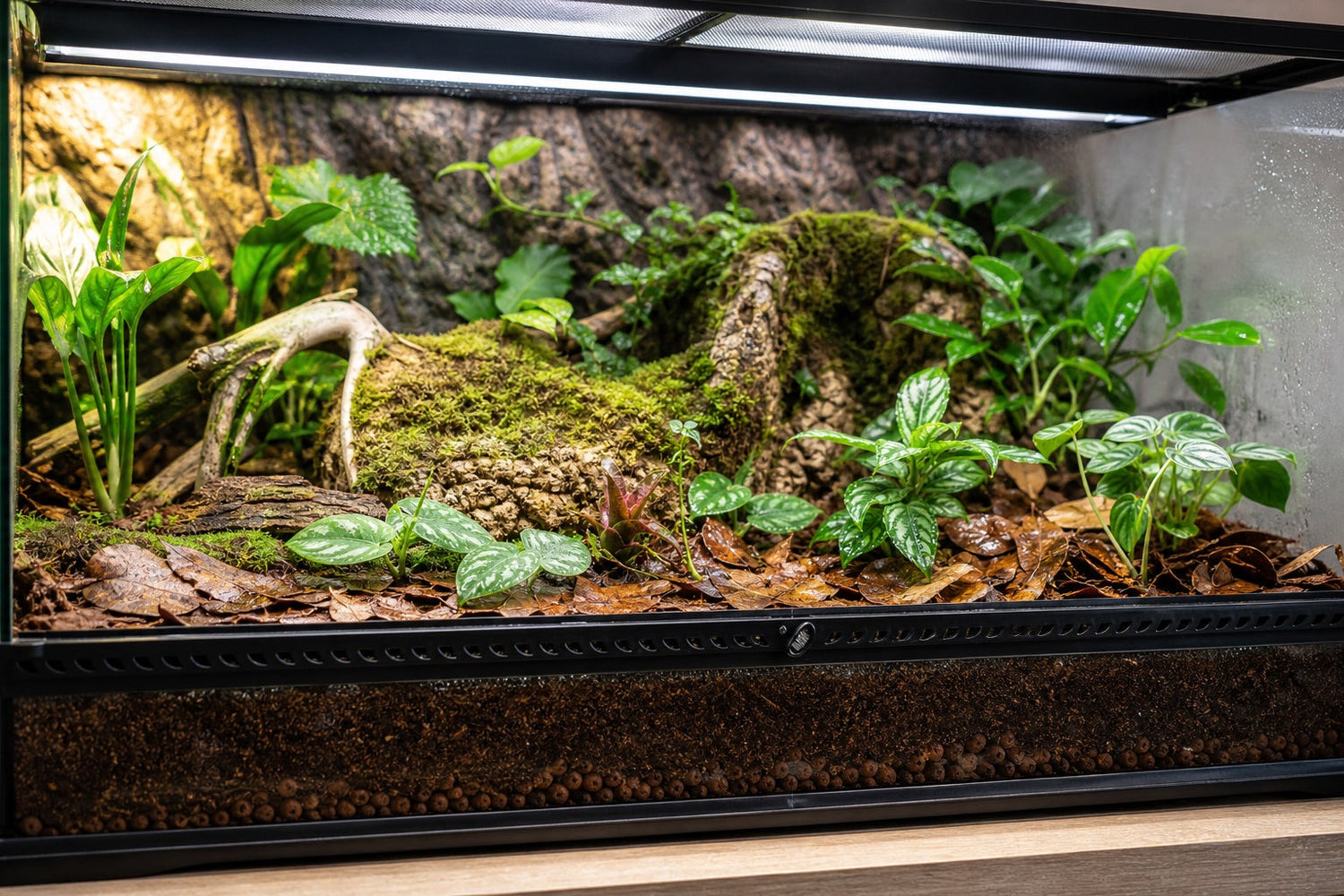 A planted rainforest terrarium with front ventilation, mesh top and clean layered substrate
