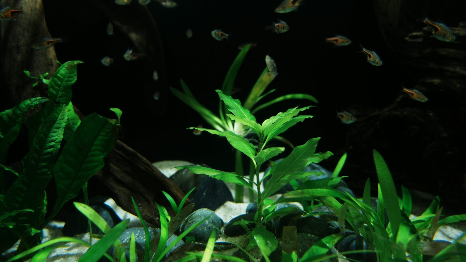 Healthy freshwater aquarium with small schooling fish swimming among green aquatic plants
