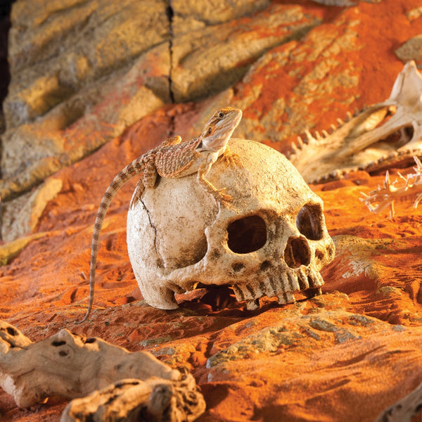 Exo Terra Primate Skull, Reptile Hide, Cave for Desert, Forest, Tank