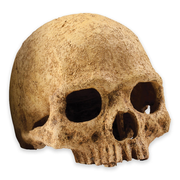 Exo Terra Primate Skull, Reptile Hide, Cave for Desert, Forest, Tank