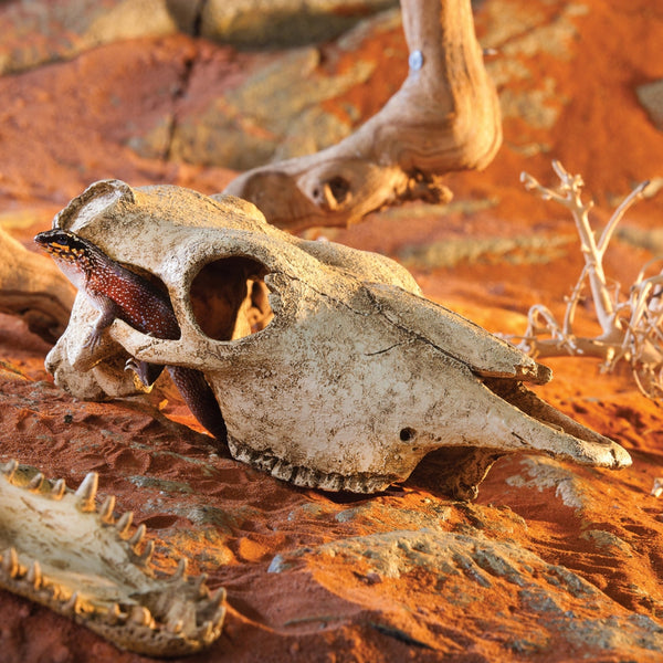 Exo Terra Buffalo Skull, Reptile Hide, Terrarium Cave, for Desert