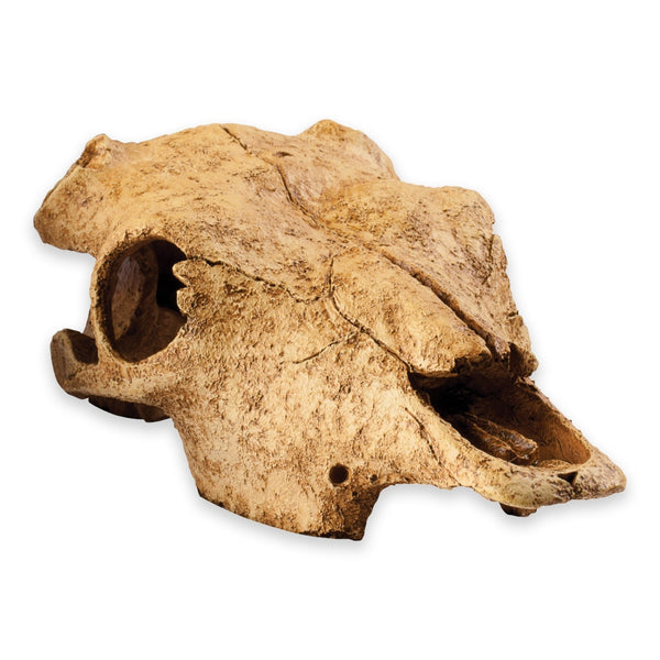 Exo Terra Buffalo Skull, Reptile Hide, Terrarium Cave, for Desert
