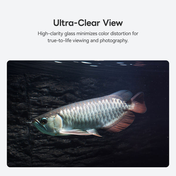 Arowana viewed through SHUIYA ultra-clear aquarium glass