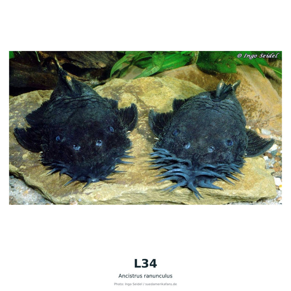 L34(Baryancistrus SP) – 50–55 mm