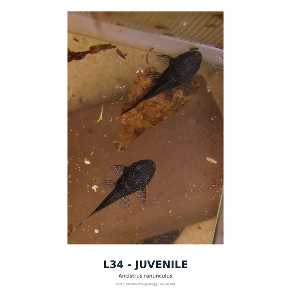 L34(Baryancistrus SP) – 50–55 mm