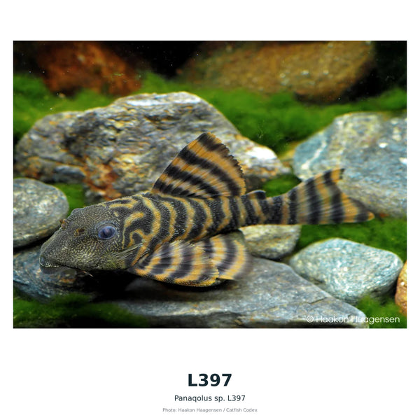 L397(Baryancistrus SP) – 50–60 mm