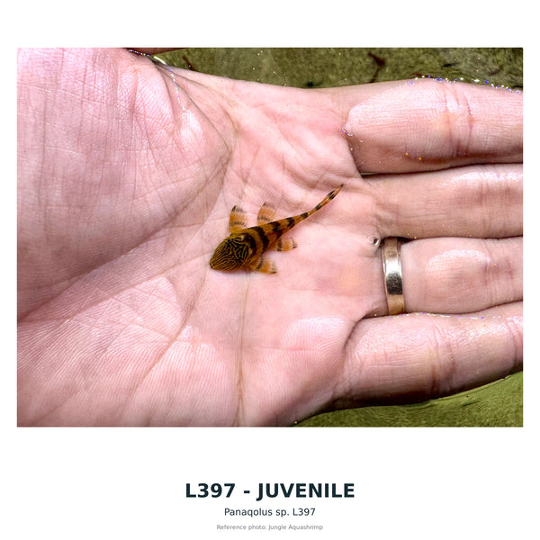 L397(Baryancistrus SP) – 50–60 mm