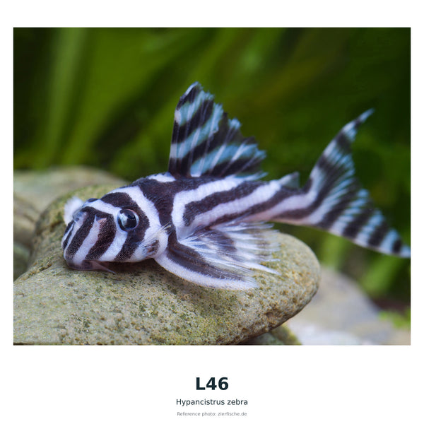 L46(Baryancistrus SP) – 40 mm