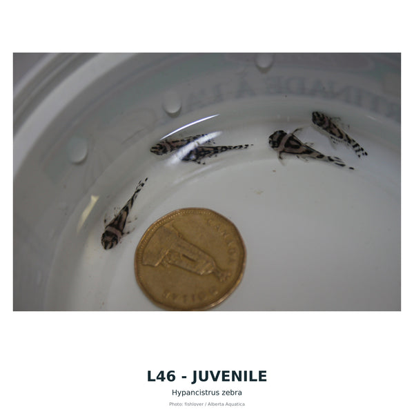 L46(Baryancistrus SP) – 40 mm