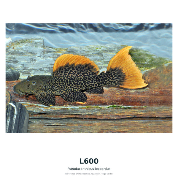 L600(Baryancistrus SP) – 50–60 mm