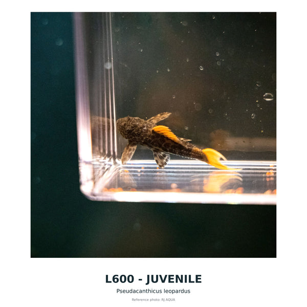 L600(Baryancistrus SP) – 50–60 mm