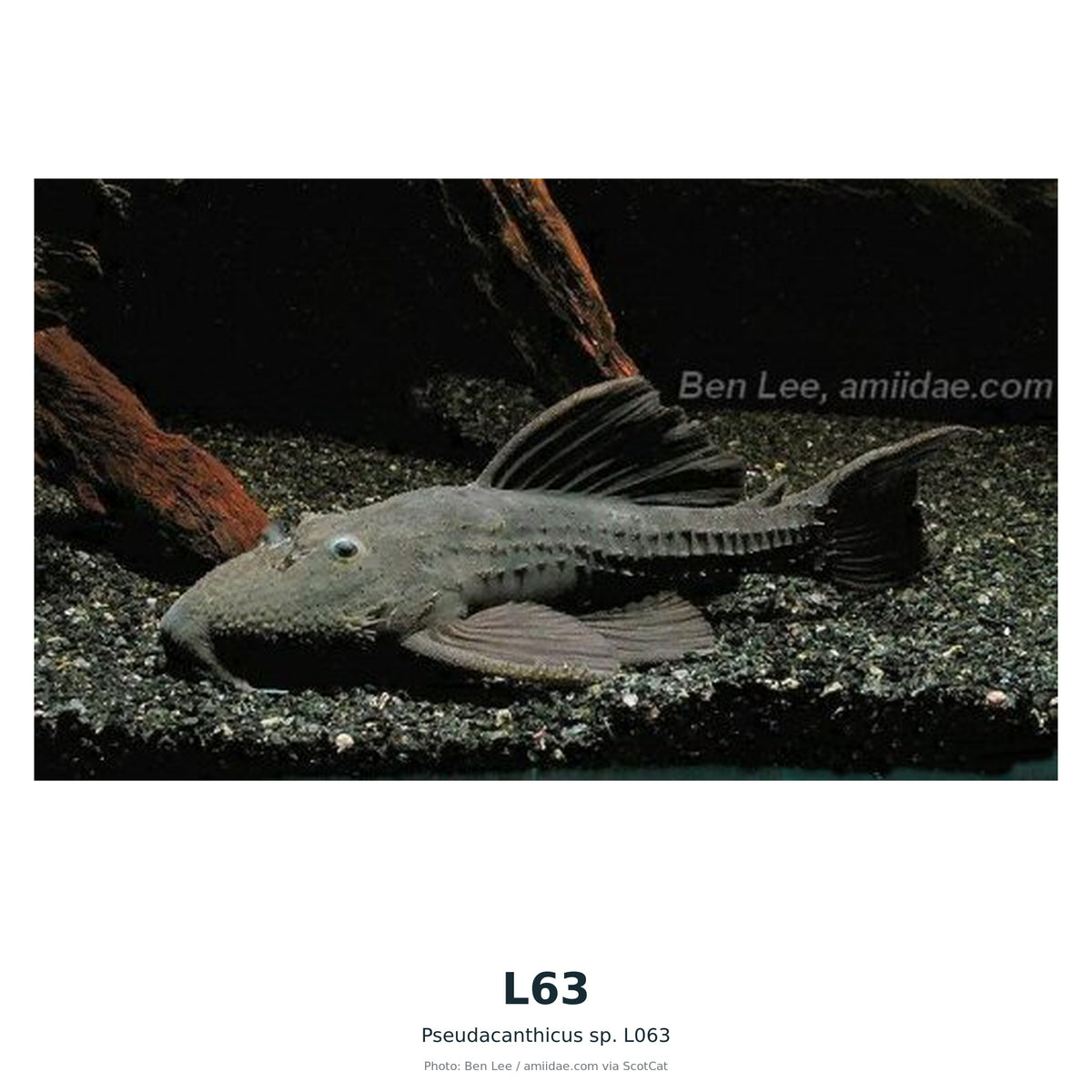 L63(Baryancistrus SP) – 40–50 mm