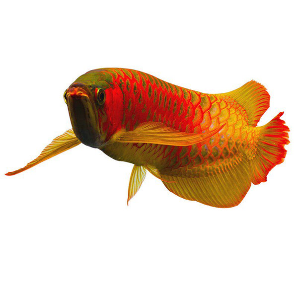https://storage.googleapis.com/shophub-dev-public/orgs/23978ad6-e112-475b-84af-1f69693c01df/media/2026/06/21/O1CN01Nixxih1fLvT0usTnY_!!2933563991.jpg