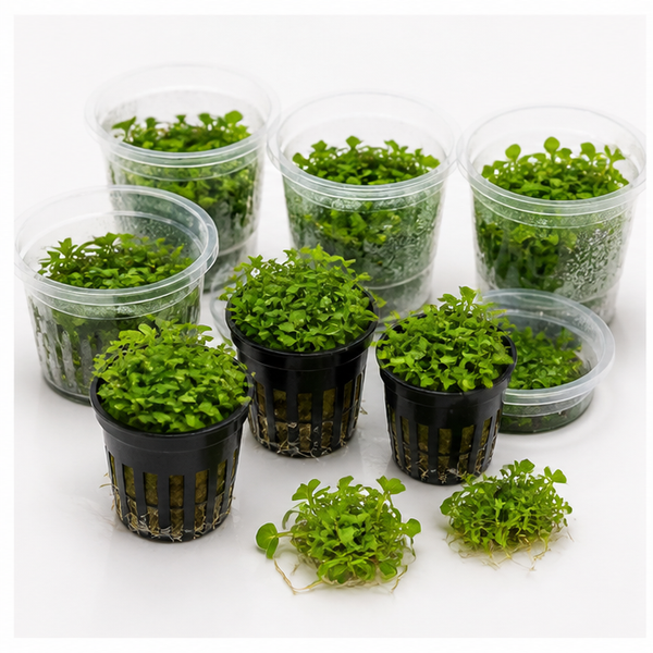 Foreground Aquarium Plant Starter Pack