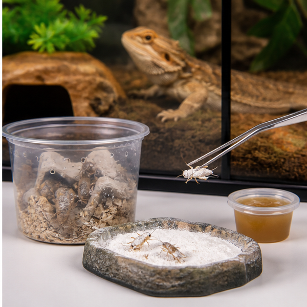 Live Feeder Culture Pack