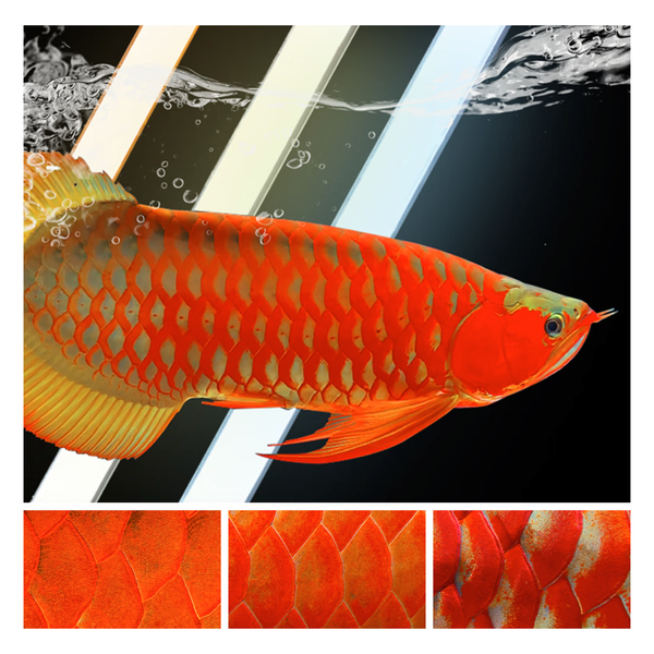 Mayin Full Spectrum LED Aquarium Light, Glass Fish Tank Lamp, Touch